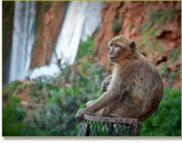 Day trip from Marrakech to Ouzoud waterfalls