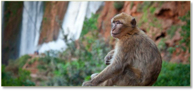 Day trip from Marrakech to Ouzoud waterfalls