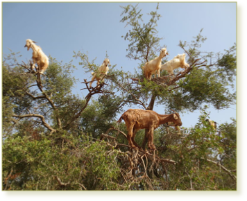 Great value desert tour from Casablanca 